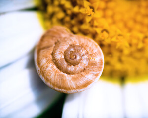 Logarithmic spiral of a snail pirn on a daisy