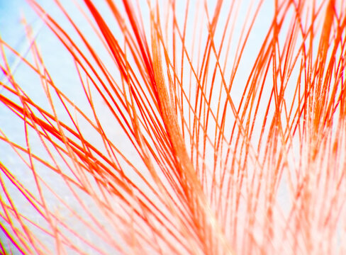 Breeding plumage of wild duck, vexillum, undercoat, pinnula. Keratins - horny substance can be subtle and graceful. Extreme close up