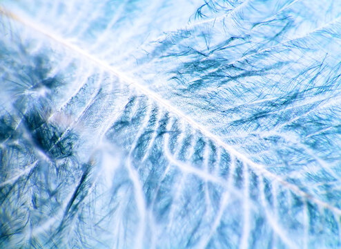 Downy duck feather, vexillum, undercoat , pinnula and quill. Keratins - horny substance can be subtle and graceful. Extreme close up