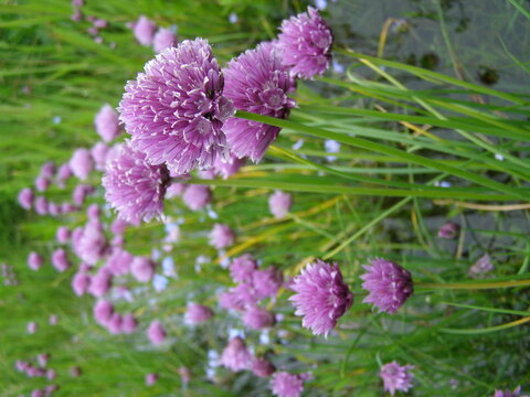 Poium. Seaside forb meadow (meadow is flooded with surge winds, piled-up water). Wild onion Chive (Allium schoenoprasum) blossoms