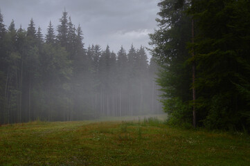 Mystical foggy morning after rain in a dense pine forest. Mountain forest glade in the foreground.