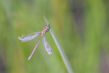 Lestes sponsa - emerald damselfly - in their natural habitat