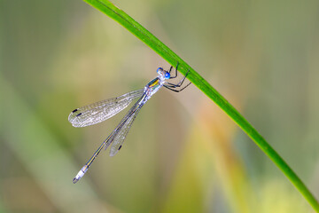 Lestes sponsa - emerald damselfly - in their natural habitat