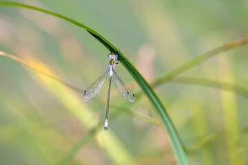 Lestes sponsa - emerald damselfly - in their natural habitat