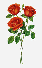 Obraz premium red rose isolated on white .Generative AI 