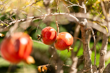 Pomegranate on the tree. Red pomegranate growing on tree outdoors. Blurred Red pomegranate on the tree
