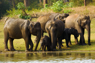 Asian elephant (Elephas maximus), also known as the Asiatic elephant, a group of elephants with young at a watering hole. Elephants playing by the water.