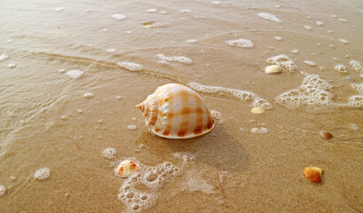 Beautiful Natural Scotch Bonnet Shell Isolated on Wet Sand Beach in the Sunlight