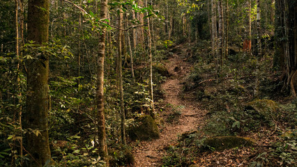 Into the forest. Nature composition.