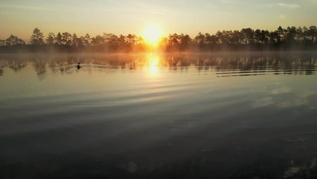 Wild birds on the Foggy lake at beautiful morning rising light on bulrush and passing birds. Mysterious lake in the fog. Birds swimming in hazy lake on a sunrise. Foggy summer morning on a reservoir 