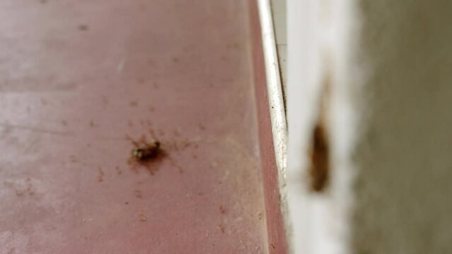 Ants team lift cockroach up a wall closeup, focus transition to ant colony teamwork moving dead roach on floor. Insecticide repellent use in household. Pest control service. Insects issue at home.