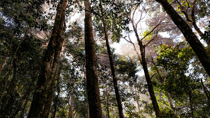 Into the forest. Nature composition.
