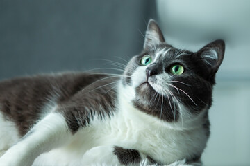 Charming, elegant, very beautiful Gray-white cat with big green eyes, lying on his bed, looking up.