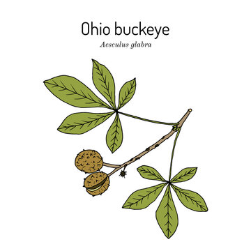 Ohio buckeye (Aesculus glabra), medicinal plant