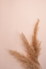 Three branches of dry pampas grass on a beige background.  Banner, flat lay, place for text. Trend...