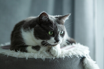 Charming, elegant, very beautiful Gray-white cat with big green eyes sits on his bed.
