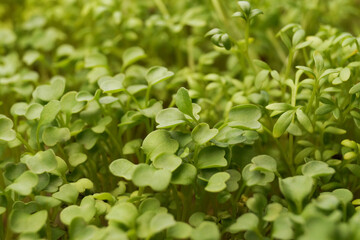 Microgreen field, macro plant. The concept of a home garden. Spring. Macro. Side view. 