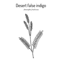 Desert false indigo (Amorpha fruticosa), medicinal plant