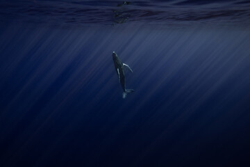 Baleine à bosse Polynésie Moorea - obrazy, fototapety, plakaty