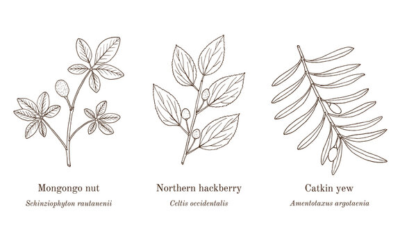 Collection of edible and medicinal plants