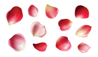 Set of vector realistic rose petals.