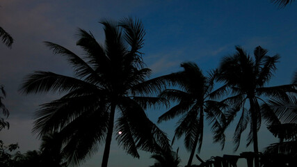 Fototapeta na wymiar Tropical island on a full moon. View of silhouettes of palm trees against the sky and the full moon behind the trees.