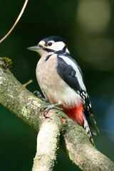 Great Spotted Woodpecker on a Branch
