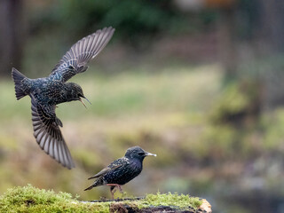 Star (Sturnus vulgaris)
