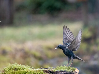Star (Sturnus vulgaris)