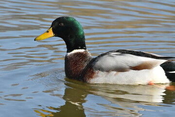 Germano reale maschio in abito nuziale