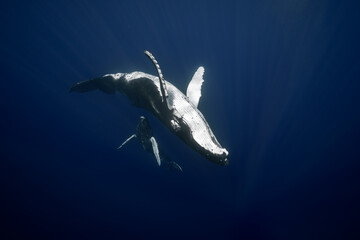 Baleine à bosse baleineau Polynésie Moorea