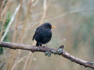 Amsel (Turdus merula)