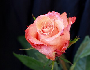 red rose with dew drops