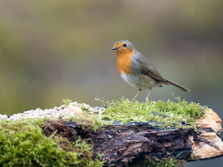 Rotkehlchen (Erithacus rubecula)
