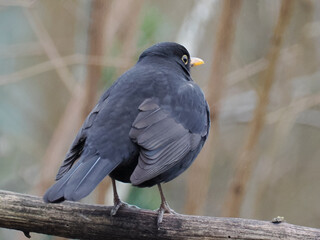 Amsel (Turdus merula)