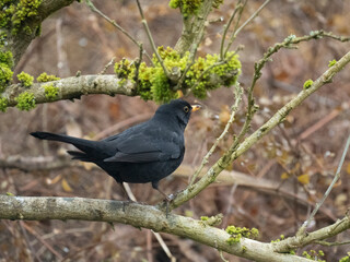 Amsel (Turdus merula)