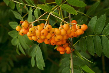 rowan berries on a branch