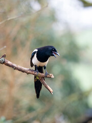 Elster (Pica pica)
