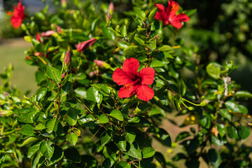 Obraz premium Hibiscus flowers. Red hibiscus flower on a green background. In the tropical garden.