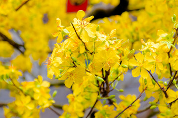 Yellow Apricot Flower, the symbol of Vietnamese traditional lunar New Year.