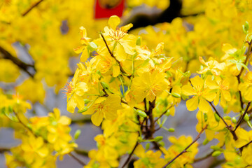Yellow Apricot Flower, the symbol of Vietnamese traditional lunar New Year.