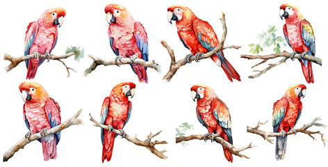 set of watercolor Parrot, Sticker, ornament, illustration,  PNG, generated ai
