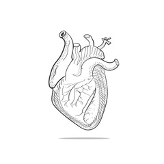 anatomy of the human steampunk heart