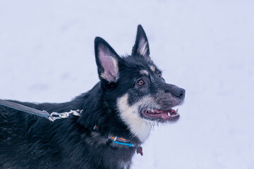  shepherd dog puppy closeup photo on leash on white snow forest background