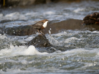 Wasseramsel (Cinclus cinclus)