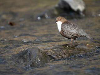 Wasseramsel (Cinclus cinclus)