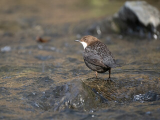 Wasseramsel (Cinclus cinclus)