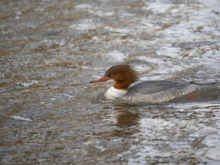 Gänsesäger (Mergus merganser)