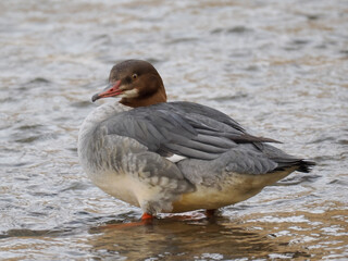 Gänsesäger (Mergus merganser)