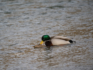 Stockente und Gänsesäger